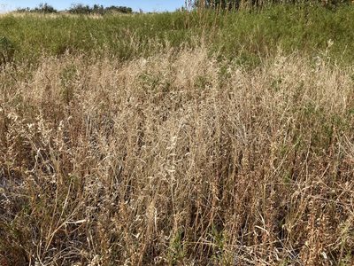 Eragrostis cilianensis, photographed by Cecelia Alexander