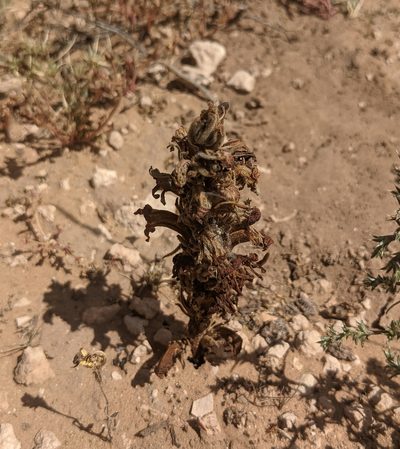 Orobanche ludoviciana, photographed by Dominic Gentilcore