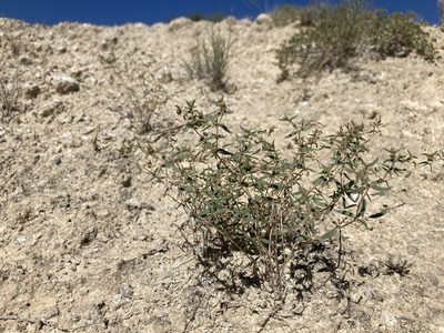 Euphorbia chaetocalyx, photographed by Cecelia Alexander