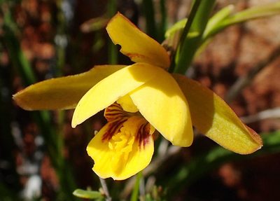 Eulophia platypetala, photographed by Nicola van Berkel