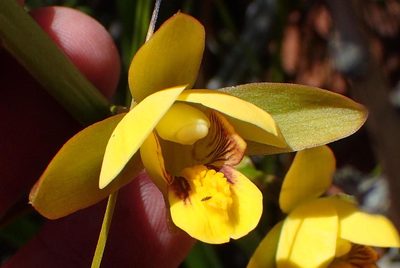 Eulophia platypetala, photographed by Nicola van Berkel