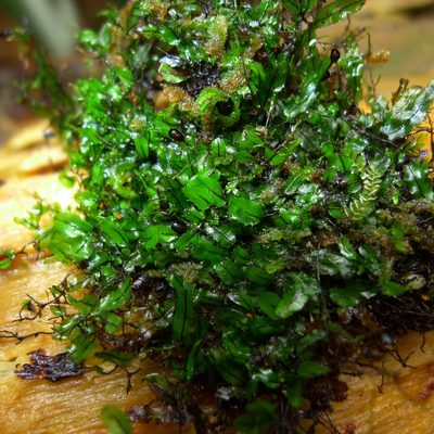 Hymenophyllum armstrongii, photographed by Sarah Richardson