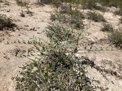Astragalus gypsodes, photographed by Cecelia Alexander