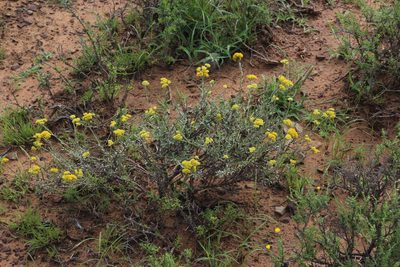 Helichrysum rutilans, photographed by Tony Rebelo