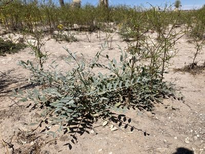 Astragalus gypsodes, photographed by Cecelia Alexander