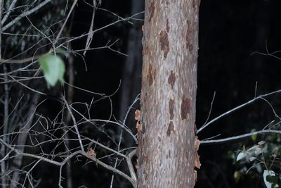 Corymbia variegata, photographed by Greg Tasney