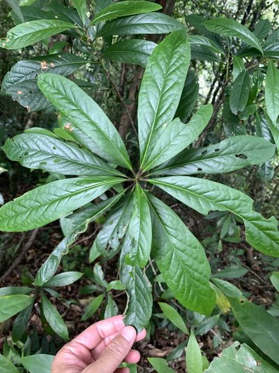 Symplocos glauca, photographed by 呂一起(Lyu yi-chi)