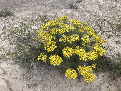 Senecio warnockii, photographed by Cecelia Alexander