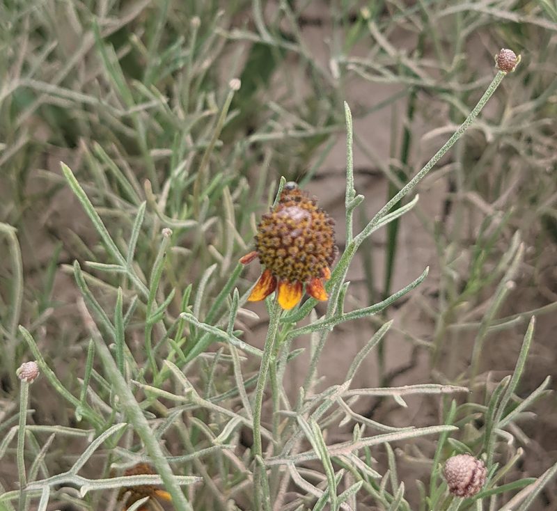 Ratibida tagetes, photographed by Dominic Gentilcore
