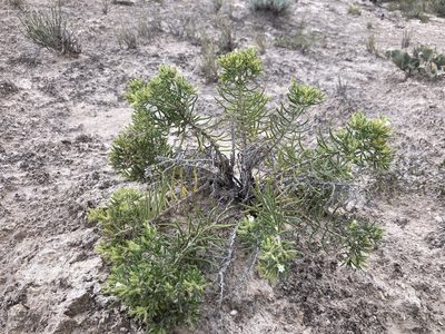 Nama carnosa, photographed by Cecelia Alexander