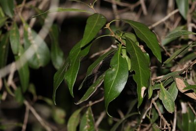 Notelaea longifolia, photographed by Greg Tasney
