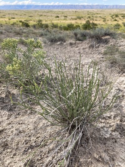 Linum allredii, photographed by Cecelia Alexander