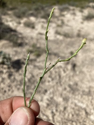 Linum allredii, photographed by Cecelia Alexander