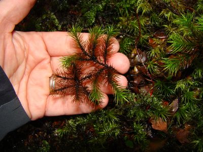 Dendroligotrichum tongariroense, photographed by Lisa Bennett