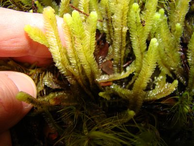 Heteroscyphus ciliatus, photographed by Lisa Bennett