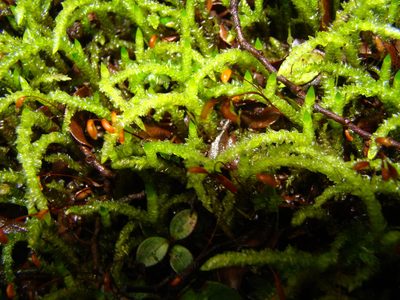Acrocladium chlamydophyllum, photographed by Lisa Bennett