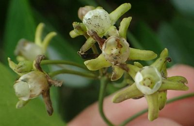 Cynanchum ellipticum, photographed by Nicola van Berkel