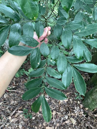 Archidendron lucidum, photographed by 呂一起(Lyu yi-chi)