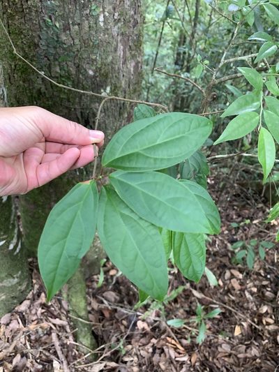 Urceola micrantha, photographed by 呂一起(Lyu yi-chi)