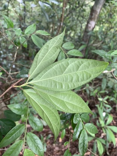 Urceola micrantha, photographed by 呂一起(Lyu yi-chi)