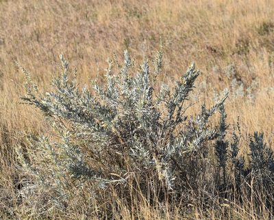 Artemisia cana, photographed by Eric Lamb