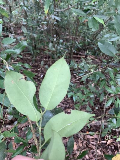 Ilex ficoidea, photographed by 呂一起(Lyu yi-chi)