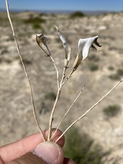 Amsonia tharpii, photographed by Cecelia Alexander