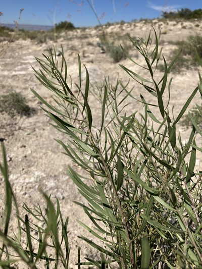 Amsonia tharpii, photographed by Cecelia Alexander
