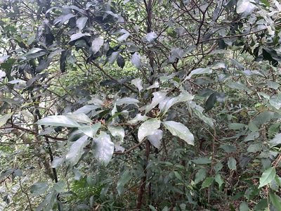 Aidia cochinchinensis, photographed by 呂一起(Lyu yi-chi)