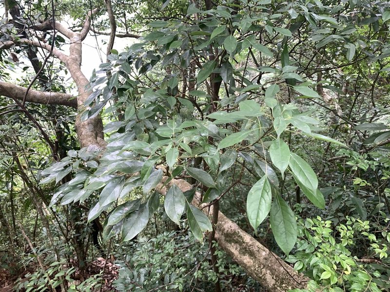 Meliosma squamulata, photographed by 呂一起(Lyu yi-chi)
