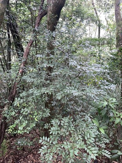 Lithocarpus uraianus, photographed by 呂一起(Lyu yi-chi)