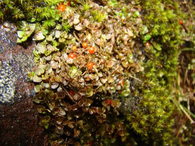 Nertera ciliata, photographed by Lisa Bennett