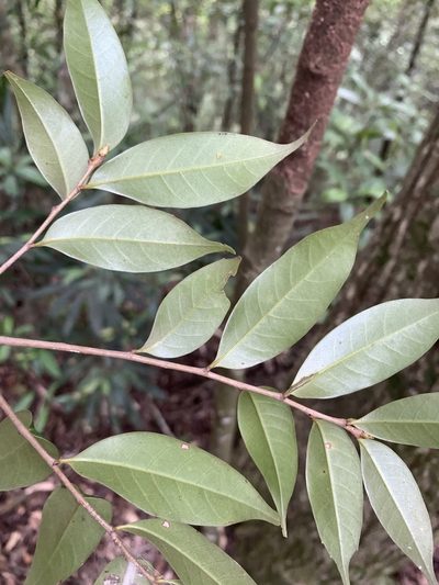 Lithocarpus uraianus, photographed by 呂一起(Lyu yi-chi)