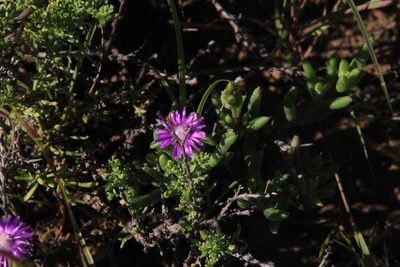 Trichodiadema rogersiae, photographed by Tony Rebelo