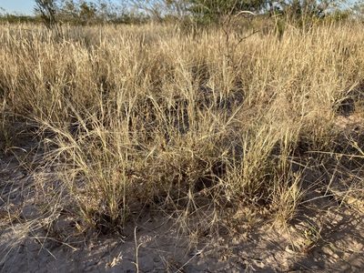 Scleropogon brevifolius, photographed by Cecelia Alexander