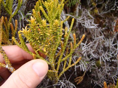 Halocarpus biformis, photographed by Lisa Bennett