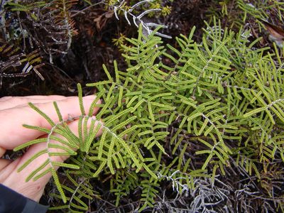 Gleichenia alpina, photographed by Lisa Bennett