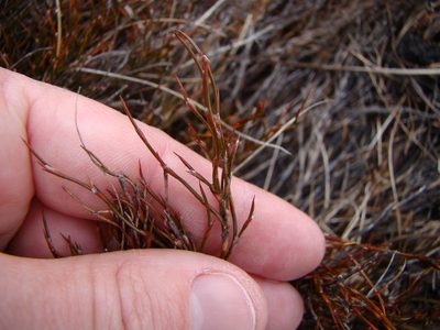 Empodisma minus, photographed by Lisa Bennett