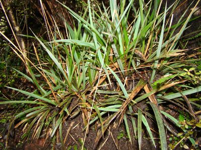 Ehrharta diplax, photographed by Lisa Bennett
