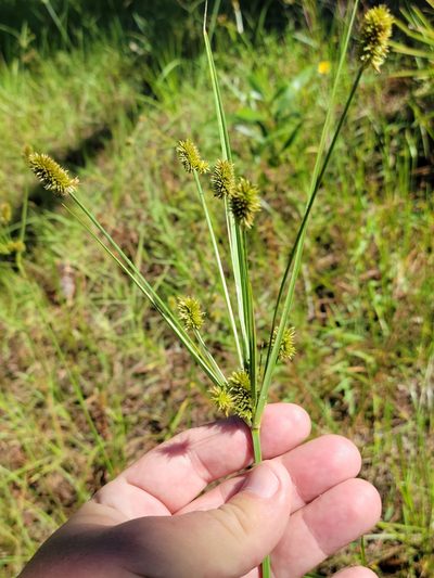 Cyperus ovatus, photographed by Jay Horn