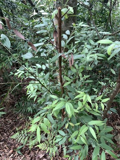 Cinnamomum subavenium, photographed by 呂一起(Lyu yi-chi)