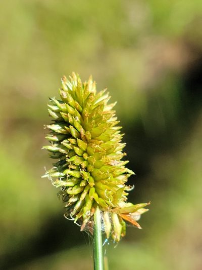 Cyperus ovatus, photographed by Jay Horn
