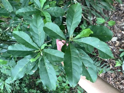 Elaeocarpus decipiens, photographed by 呂一起(Lyu yi-chi)