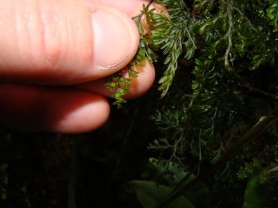 Hymenophyllum villosum, photographed by Lisa Bennett