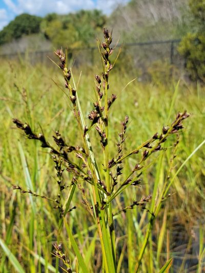 Scleria lacustris, photographed by Jay Horn