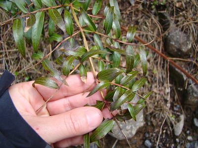 Coriaria pteridoides, photographed by Lisa Bennett