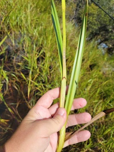 Scleria lacustris, photographed by Jay Horn