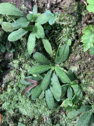 Staurogyne concinnula, photographed by 呂一起(Lyu yi-chi)