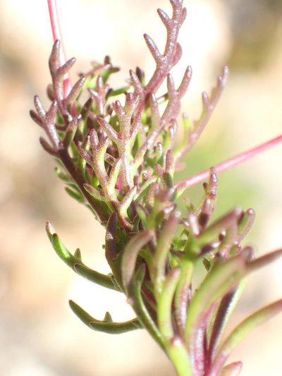 Euryops bolusii, photographed by Nicola van Berkel