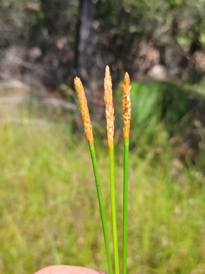 Eleocharis cellulosa, photographed by Jay Horn